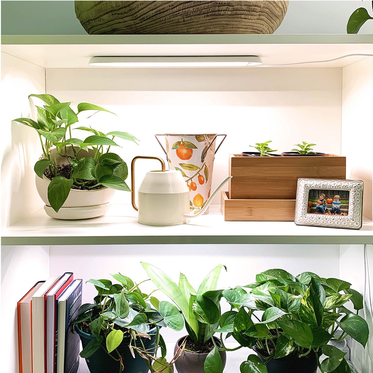 Indoor LED grow light in use under shelf